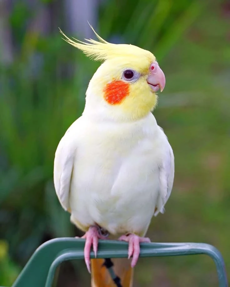 bird cockatiel