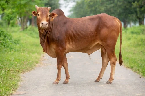 Cow